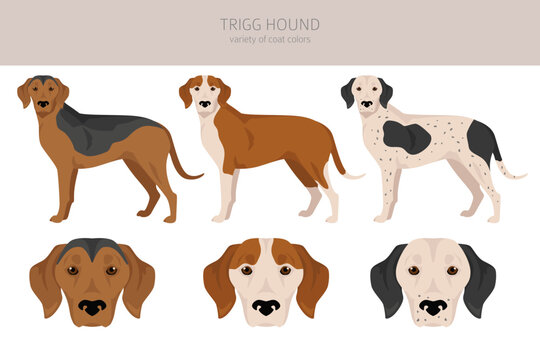 Illustration of three Trigg Hound dogs showing coat color variations: brown with black saddle, solid red-brown with white, and white with black patches and speckles.