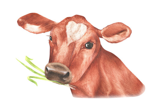 A brown calf with a white heart-shaped patch on its forehead chews green grass, illustrated in soft watercolor style.