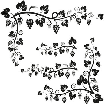 Black-and-white decorative vine illustration with grape clusters and swirling leaves forming ornamental borders.