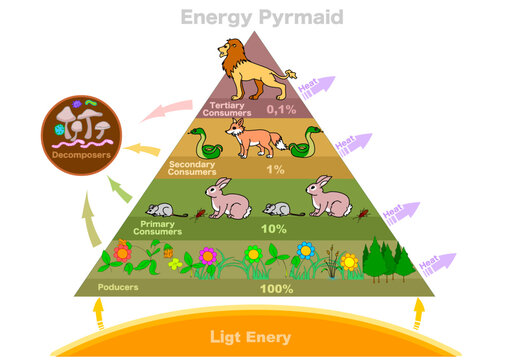 Ecological Pyramid Trophic Level HD Png Download Vhv 3529526
