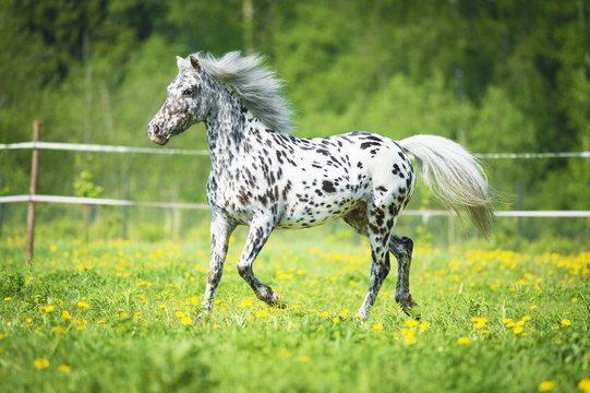 A spotted Appaloosa horse gallops through a sunlit meadow dotted with yellow flowers and green grass.