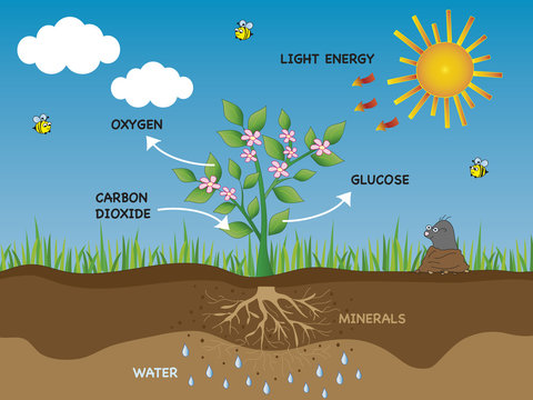 Photosynthesis Process Explained with Visual Diagram