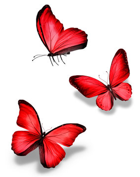 Three vibrant red butterflies in flight against a white background, showcasing detailed wing patterns and shadows.