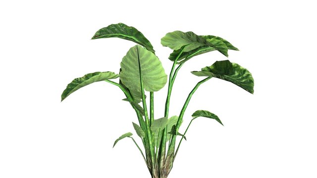 A vibrant green tropical plant with broad, glossy leaves and sturdy stems against a white background.