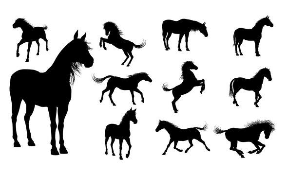 Collection of black horse silhouettes in various poses including standing, running, rearing, and foaling on white background.