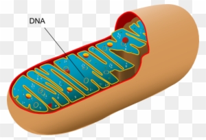 Mitochondrion Structure with DNA - Cellular Powerhouse Diagram