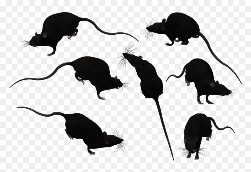 Seven black rat silhouettes in various dynamic poses on transparent background.