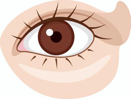 Illustration of a human eye with brown iris, detailed eyelashes, and soft skin tones, suitable for medical or educational use.