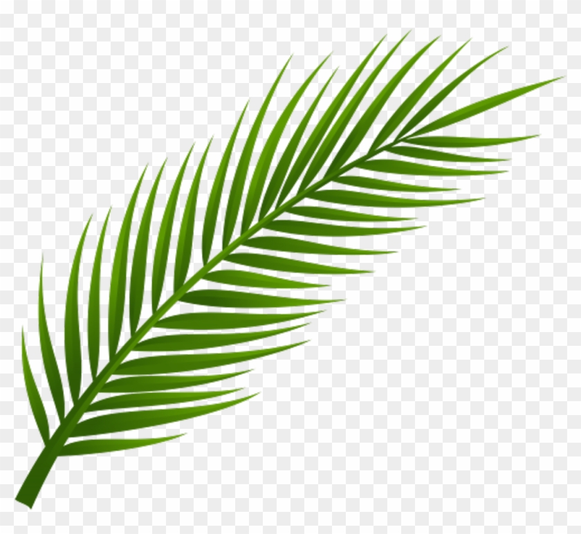 Vibrant green palm frond with long, slender leaflets on transparent background.