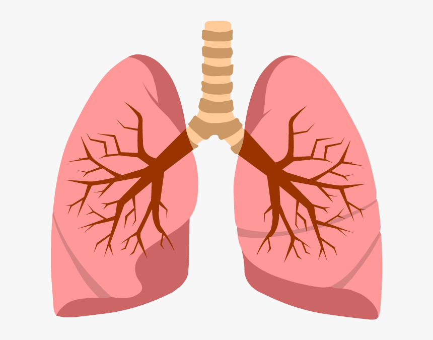 Cystic Fibrosis Vector Clip Art Illustrations 244 Cystic Fibrosis Clip Art Library 