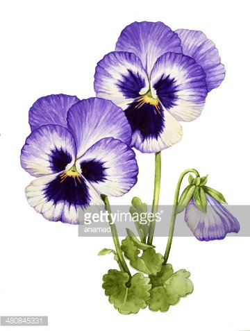 Watercolor illustration of two purple and white pansies with green stems and leaves on a white background.