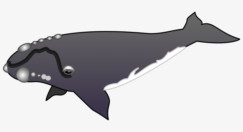 Cartoon illustration of a gray right whale with white underside and callosities on its head.