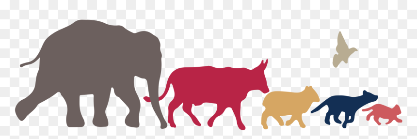 Silhouette illustration of an elephant, bull, lion, wolf, and kitten walking in a line with a bird flying above, on transparent background.