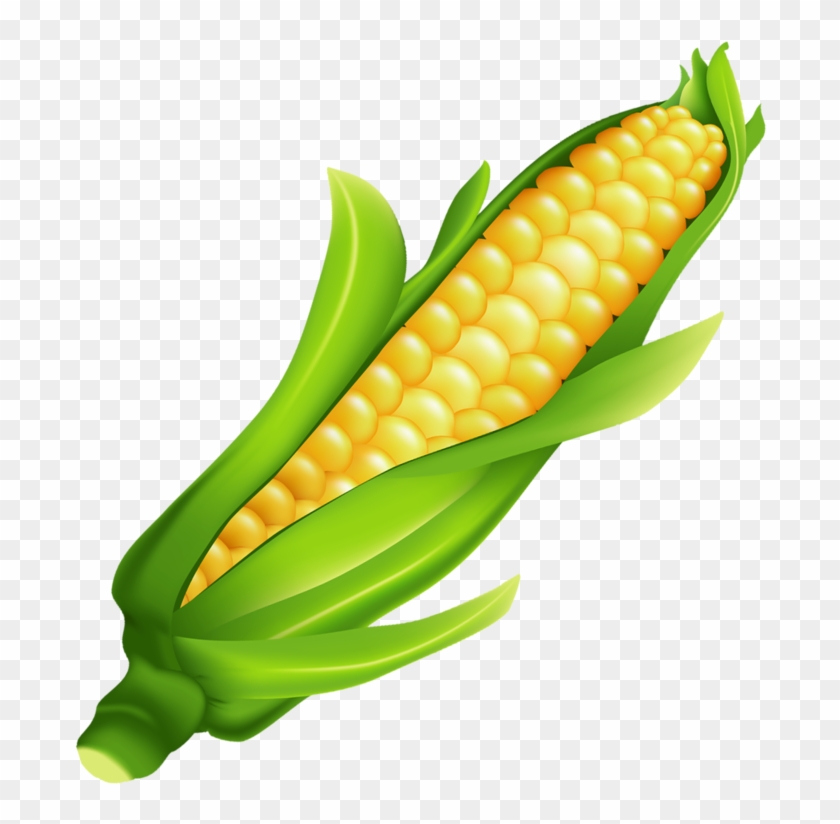 Fresh Corn on the Cob - Nutritious, Sweet, and Ready to Enjoy