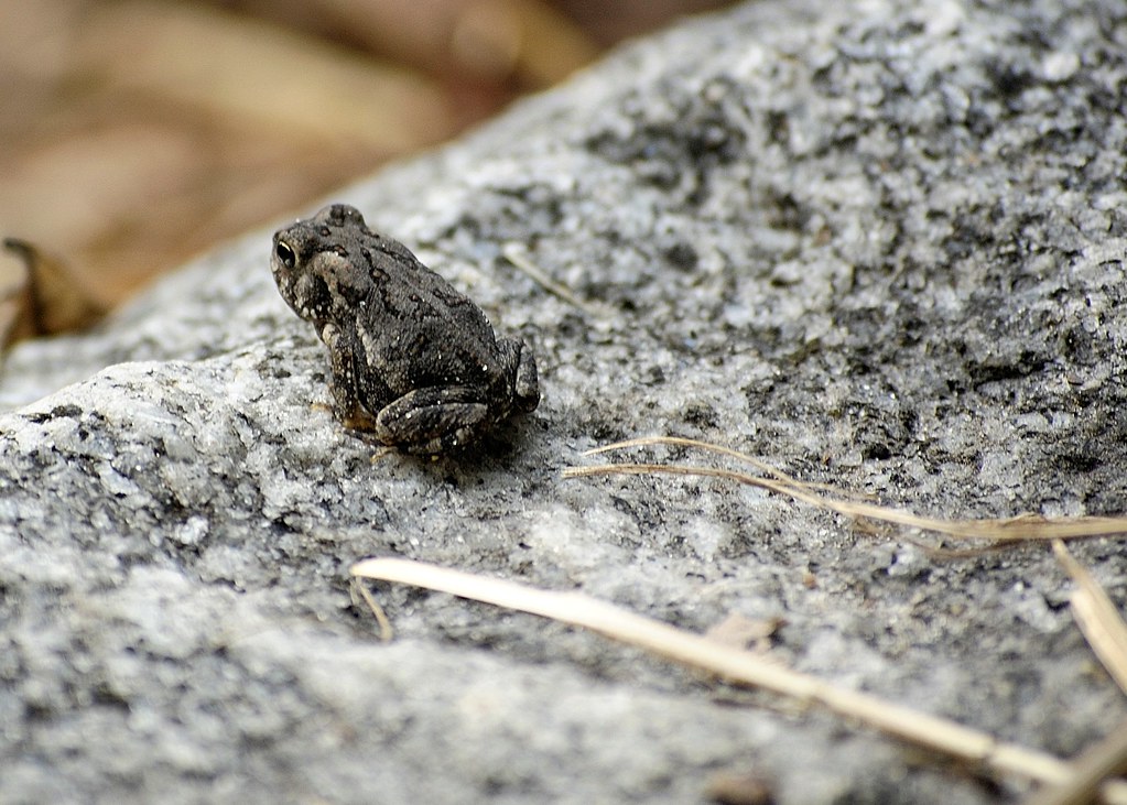 Small dark toad with bumpy skin perched on a gray granite rock, surrounded by dry grass strands.