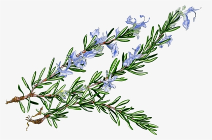 Rosemary Herb Illustration - Culinary & Medicinal Uses