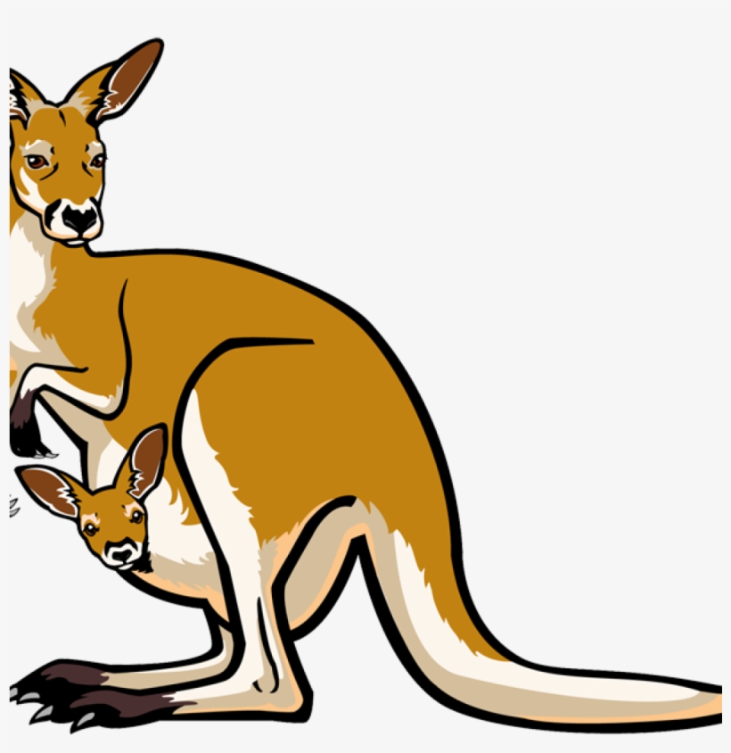 Kangaroo with Joey in Pouch - Illustration & Wildlife Facts