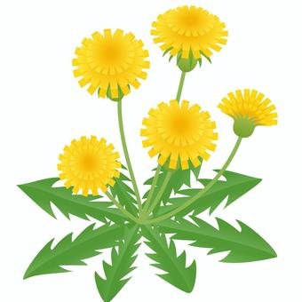 Vector Dandelion Icon. First Blooming Plant Illustration. Floral - Clip 