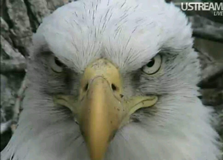Close-up of a bald eagle’s intense gaze, white head feathers, and yellow beak against a natural backdrop.