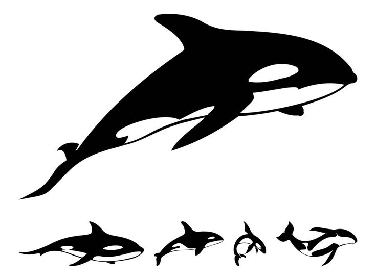 Black-and-white orca whale silhouette with four smaller variants below, showing different poses and sizes.
