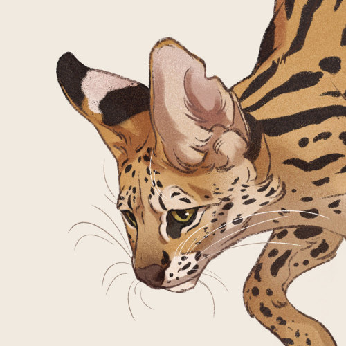 Illustrated serval cat with large ears, golden eyes, and spotted-tan fur in a dynamic pose.