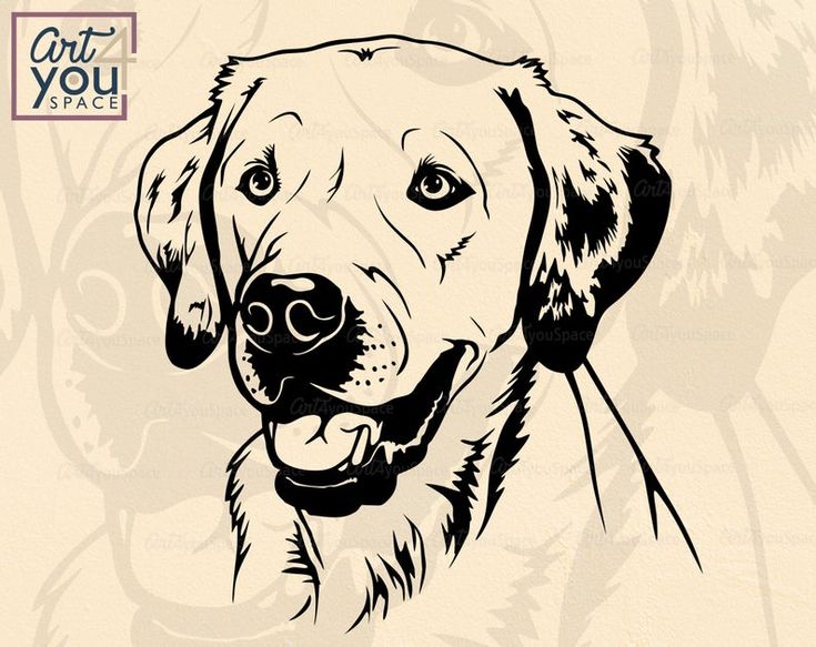 Black-and-white line art illustration of a smiling golden retriever’s head and shoulders.