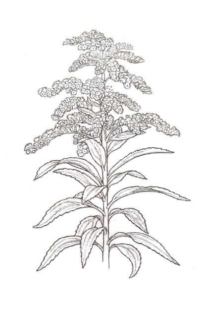 Botanical Illustration of Goldenrod - Scientific Plant Drawing