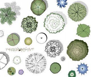 Top-down vector illustrations of diverse tree canopies and shrubs for landscape design planning.