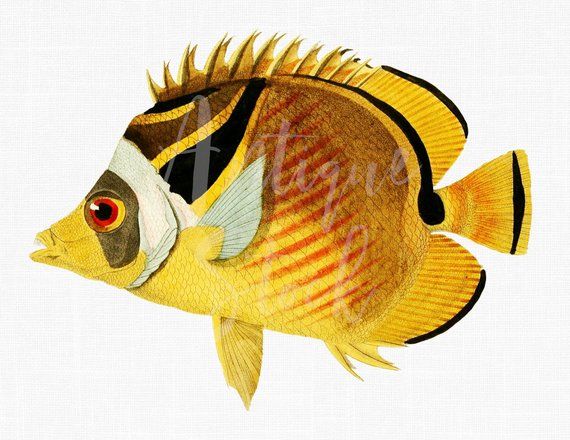 Vibrant yellow and black butterflyfish with red eye, detailed scientific illustration on white background.