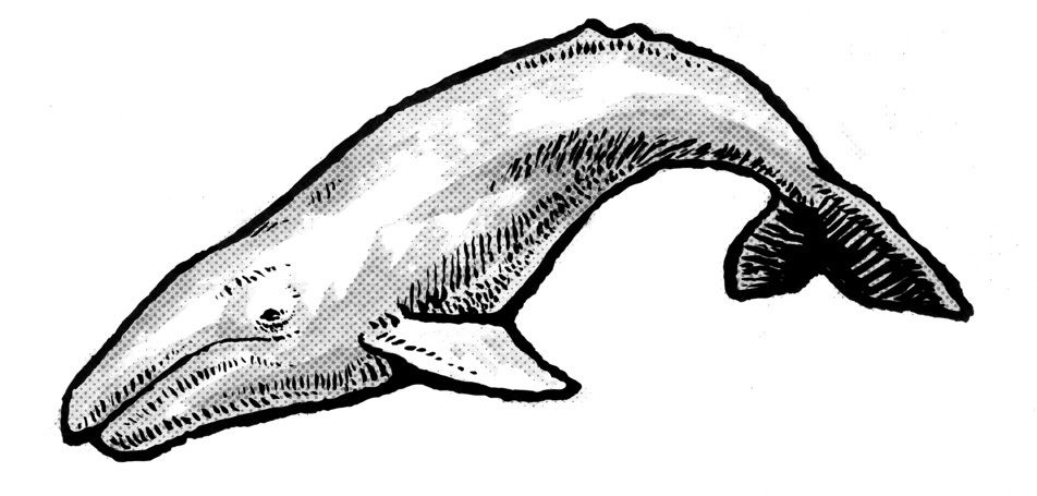 Gray Whale Cetacea Humpback Whale Clip Art, Png, 800x375px, Gray - Clip 