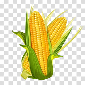 Fresh yellow corn on the cob with green husks partially peeled back, vibrant and ripe.