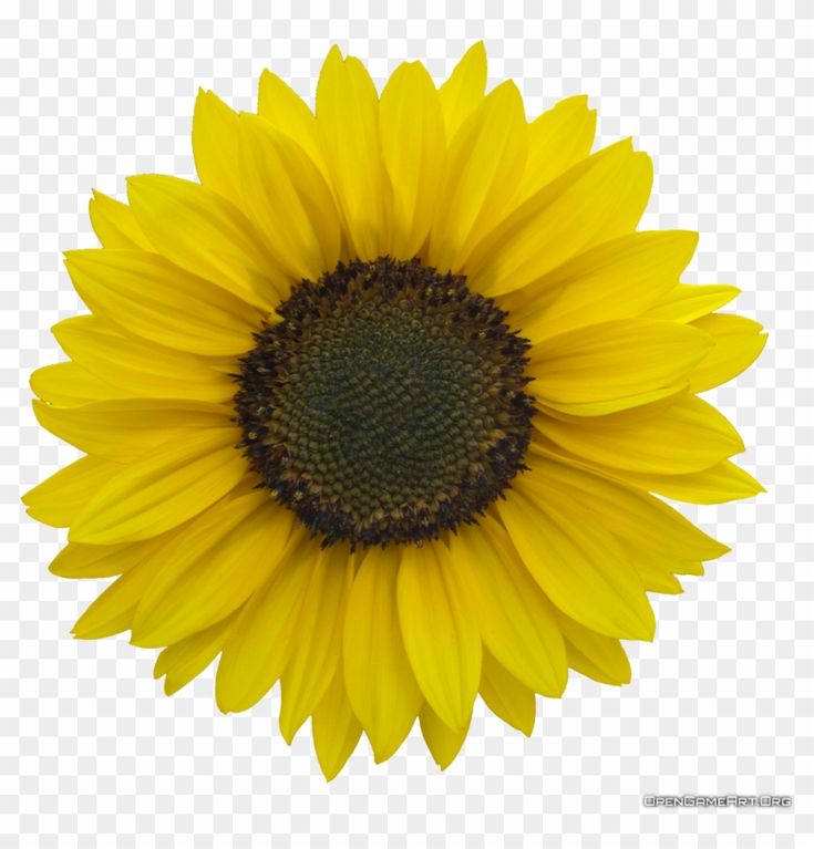 Vibrant yellow sunflower with dark brown center and layered petals on transparent background.