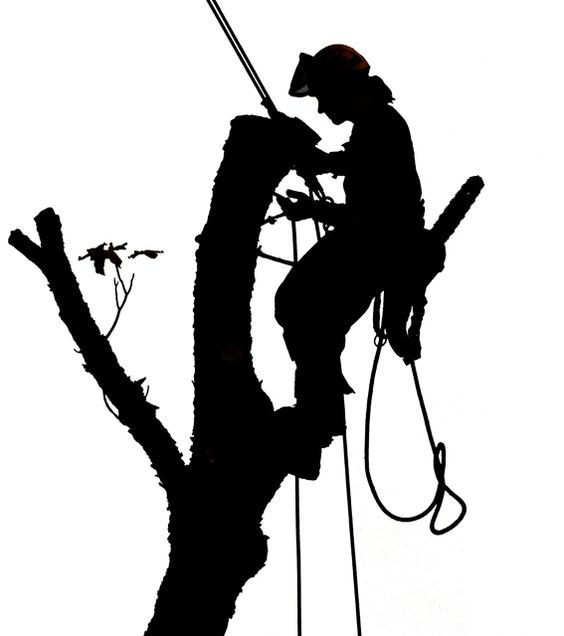 Tree care Arborist Pruning Tree topping, Tree Climbing transparent ...