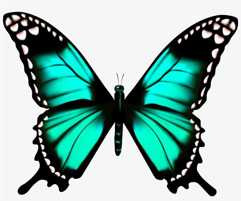 Vibrant turquoise butterfly with black wing borders and white spots, wings fully spread against white background.