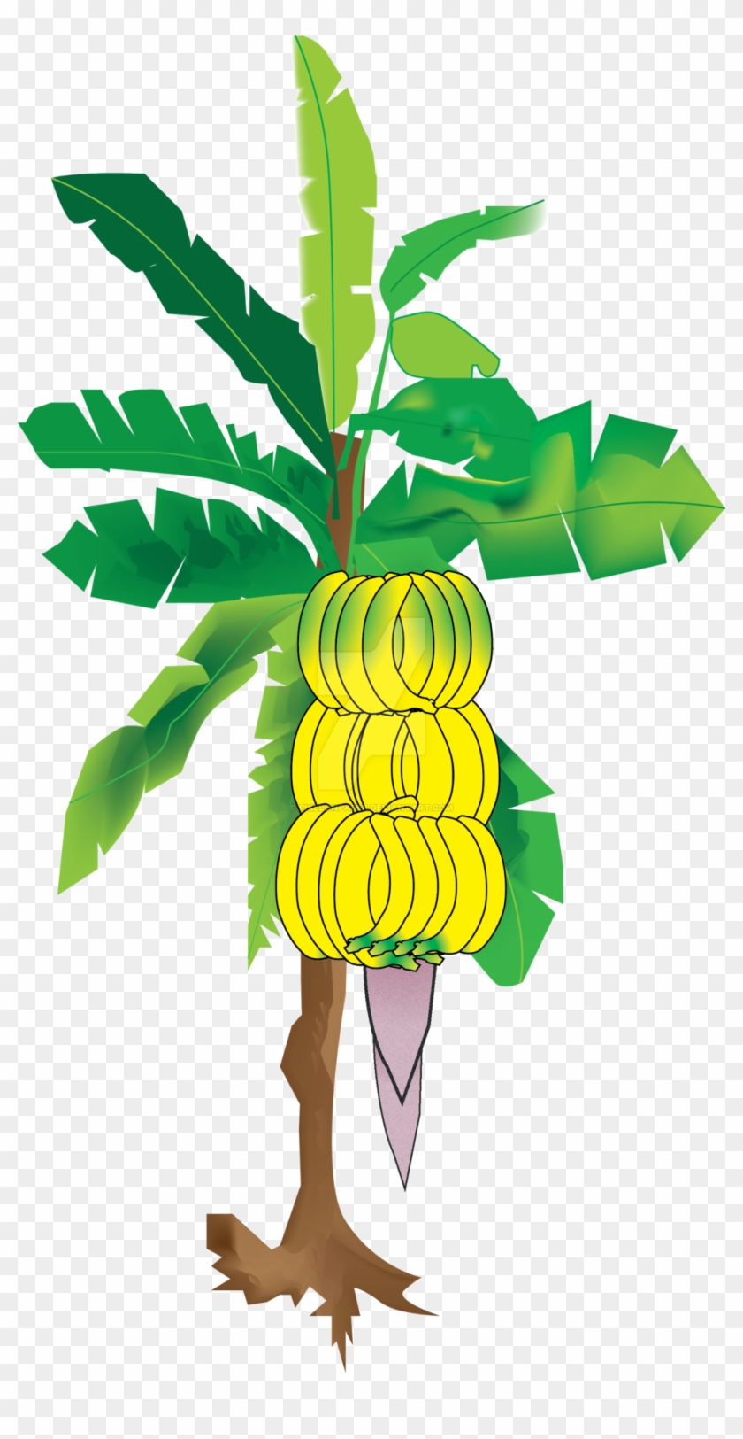 Illustrated banana plant with vibrant green leaves and three hanging bunches of ripe yellow bananas on a brown trunk.