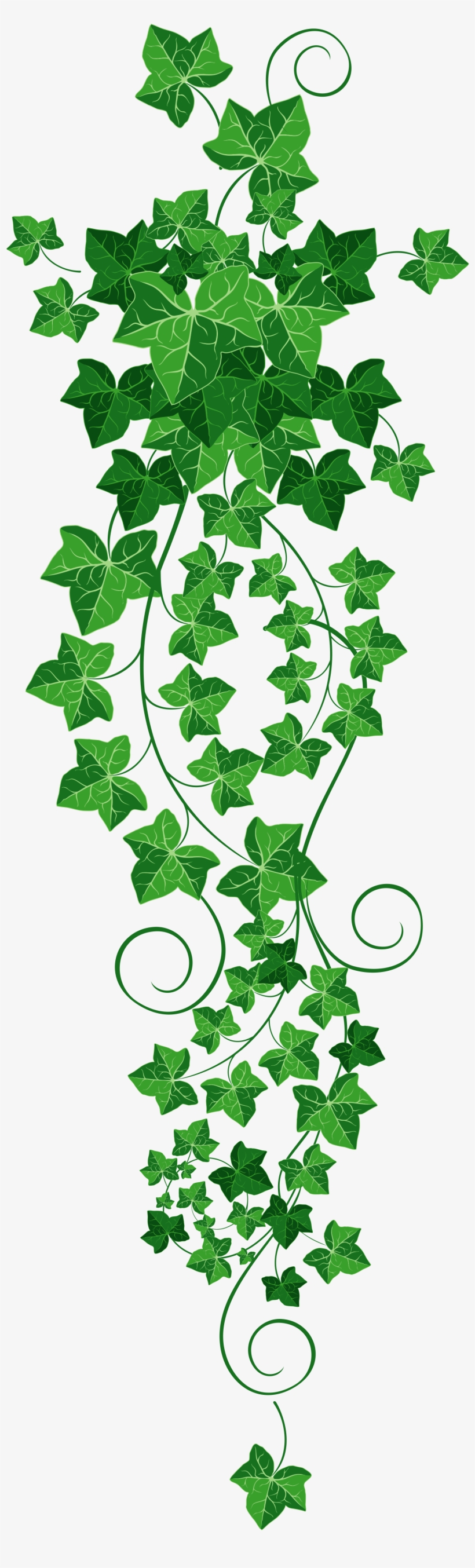 Free Clipart Of An ivy border - Clip Art Library