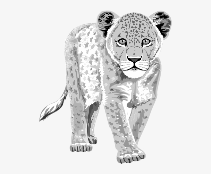 Black-and-white illustration of a young leopard cub walking forward with detailed spotted fur and expressive eyes.