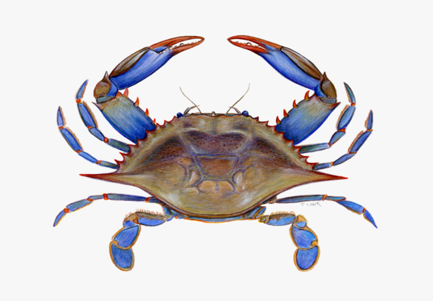 blue crab - Clip Art Library