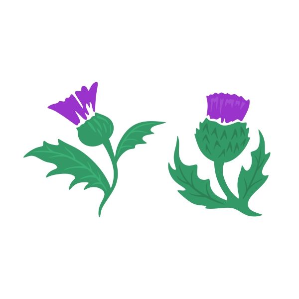 Two stylized purple thistle flowers with green spiky leaves, one blooming and one in bud form.