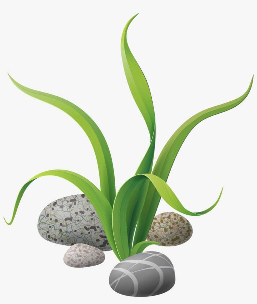 Aquatic Plant Illustration with River Stones - Nature Clipart