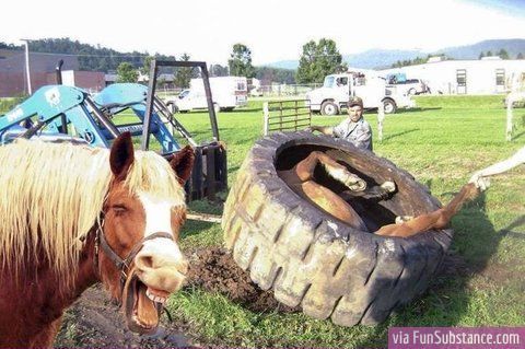 A horse with a comical open-mouthed expression stands beside a large tire containing another horse lying inside, with farm equipment and vehicles in the background.