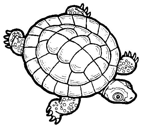Black-and-white line drawing of a cartoon turtle viewed from above, with patterned shell and spotted flippers.