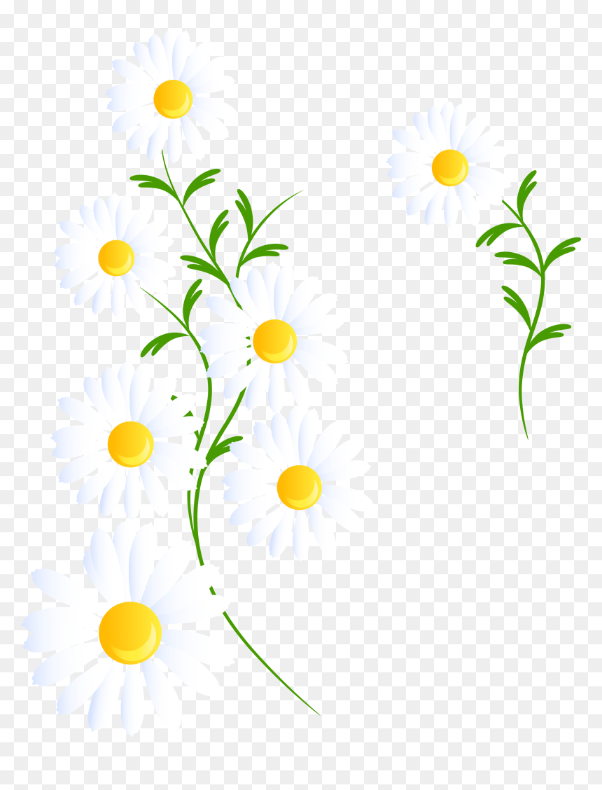 Transparent Daisys Clip Art Library