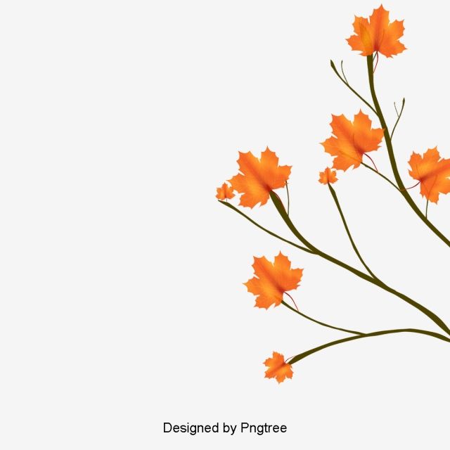 Orange maple leaves on slender green stems against a white background, designed by Pngtree.