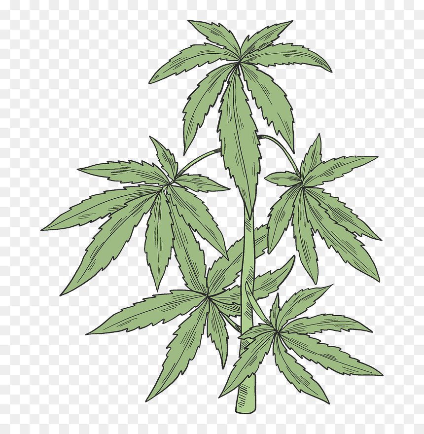Cannabis Plant Illustration - Botanical Drawing for Educational Use