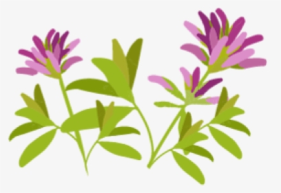 Illustration of purple clover-like flowers with green compound leaves on a white background.