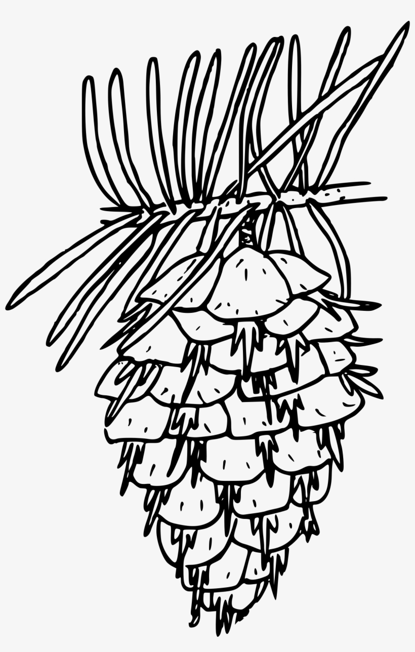 Black-and-white line drawing of a pine cone with needles attached, showing detailed overlapping scales and natural texture.