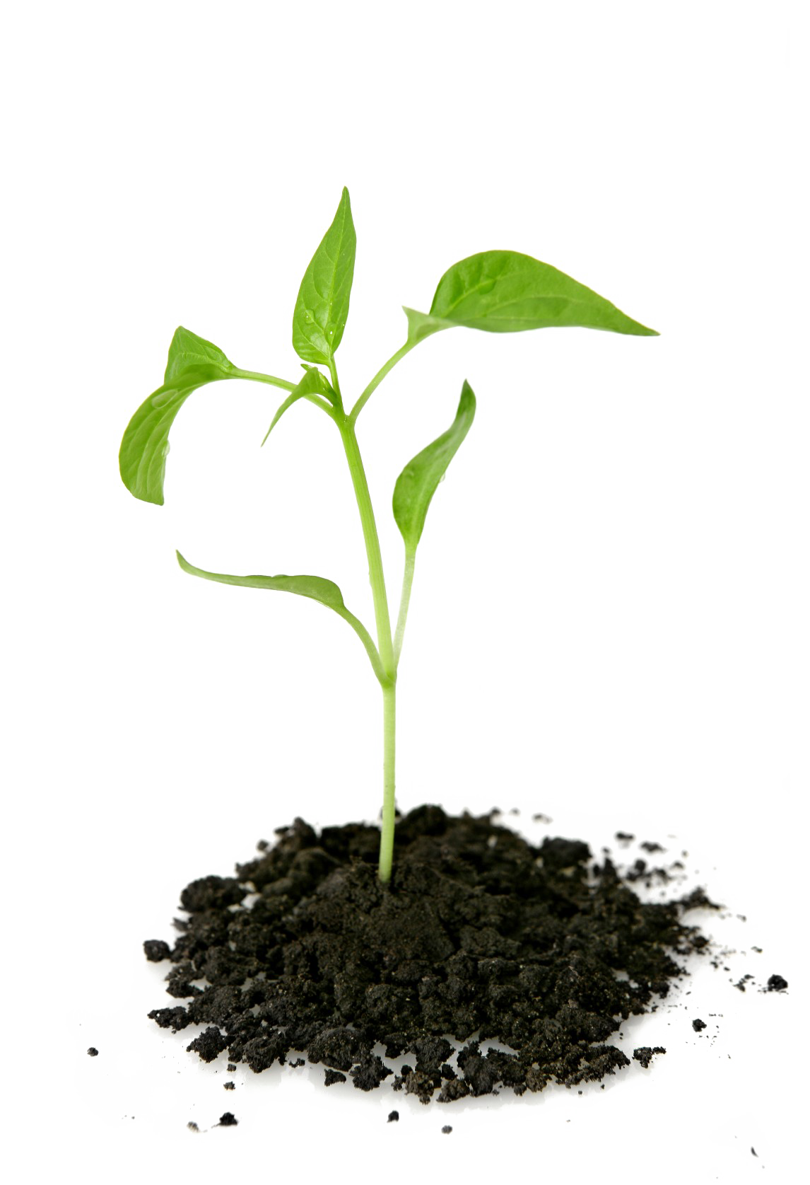 Young Seedling Growing in Soil - Symbol of New Life and Growth