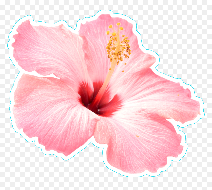 Vibrant Pink Hibiscus Flower - High-Quality PNG Download
