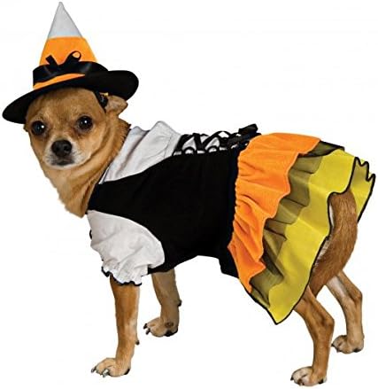 Small dog in a witch costume with candy corn hat and ruffled skirt, posing for Halloween.